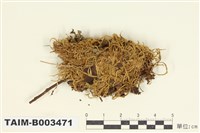 藏品(錦苔科)的圖片